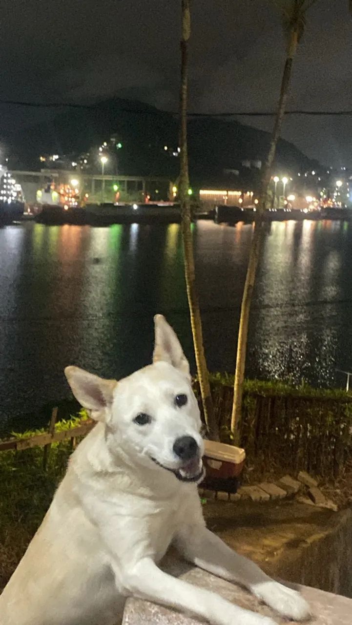 Cachorro  - Foto 4
