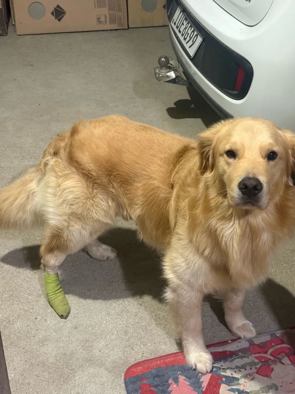 Reprodutor Golden Retriver 