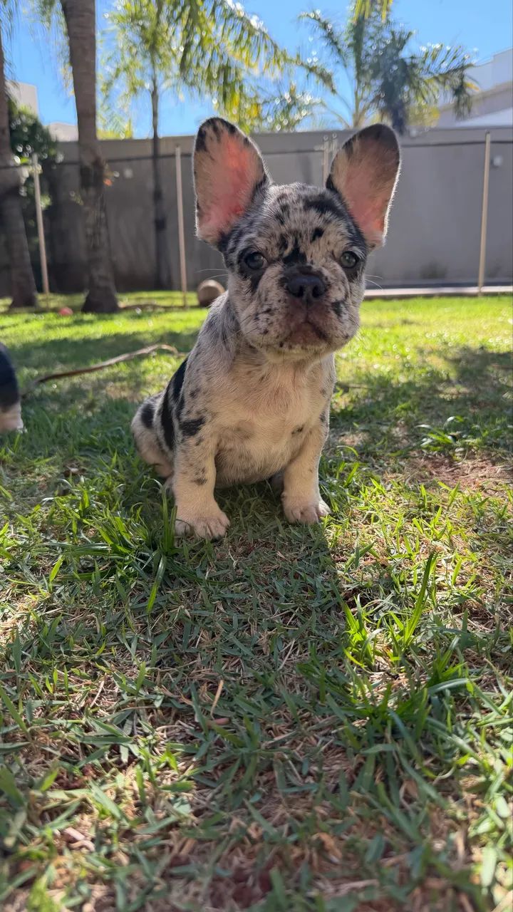 Buldogue Francês  - Foto 4