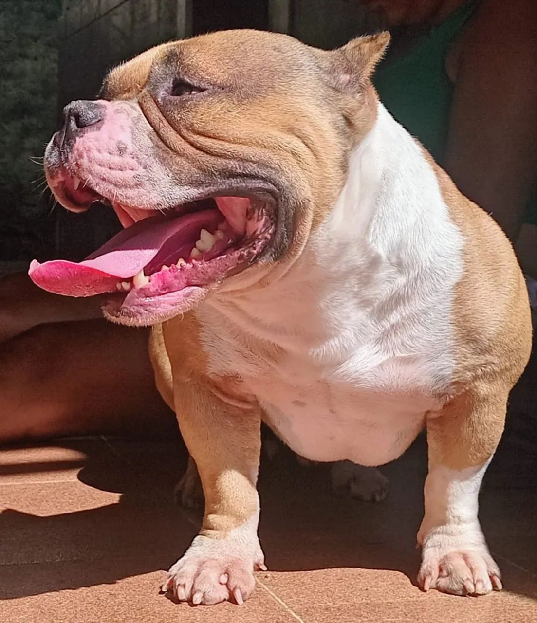 Disponível  - Foto 3