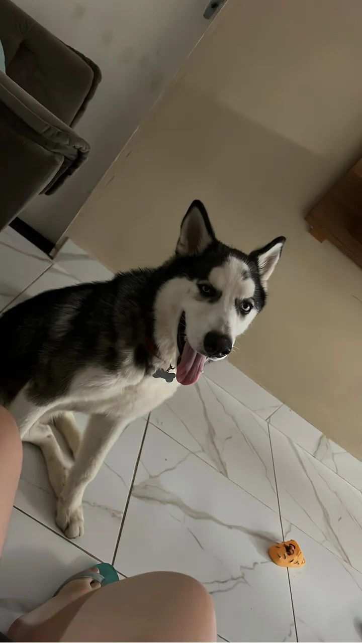 Husky siberiano  - Foto 2