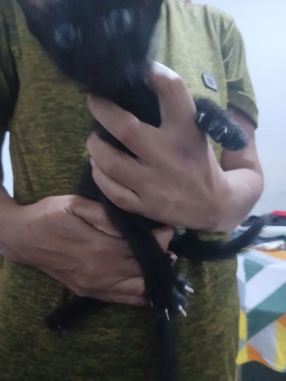 Gata para doação  - Foto 2