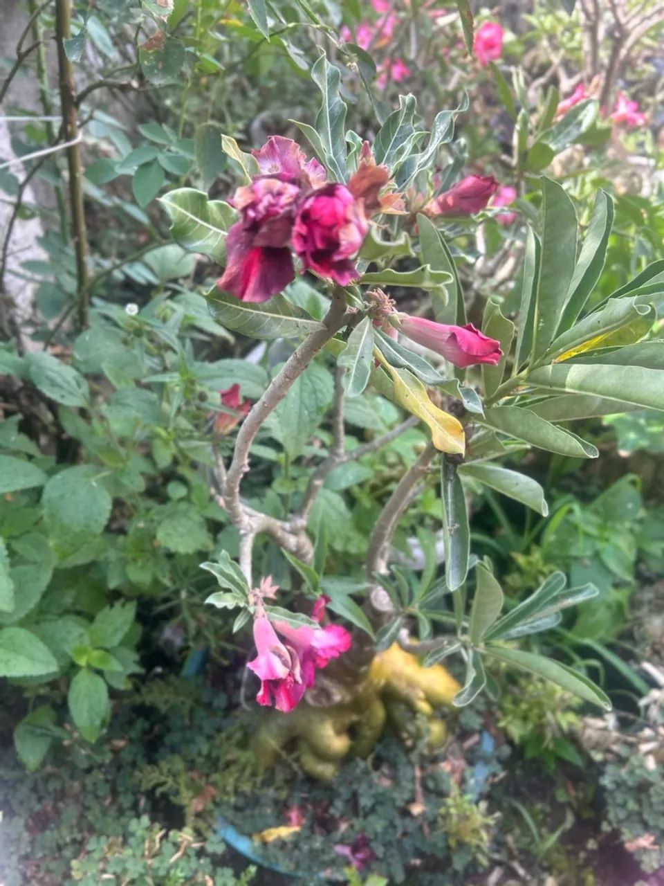 Rosa do deserto multipetalas - Foto 2