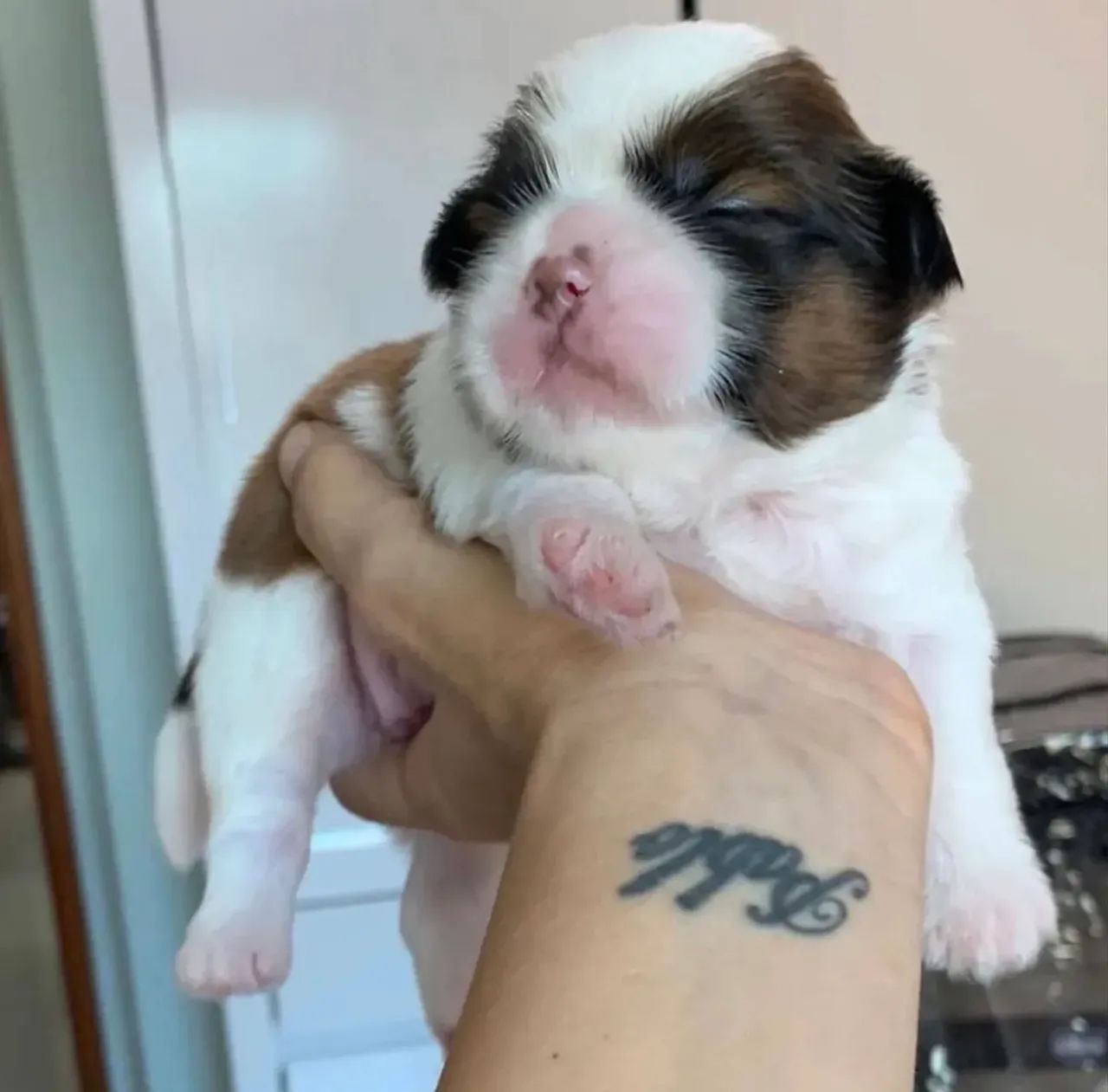 Filhotes de shihtzu - Foto 3