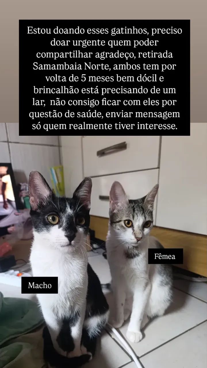 Gato