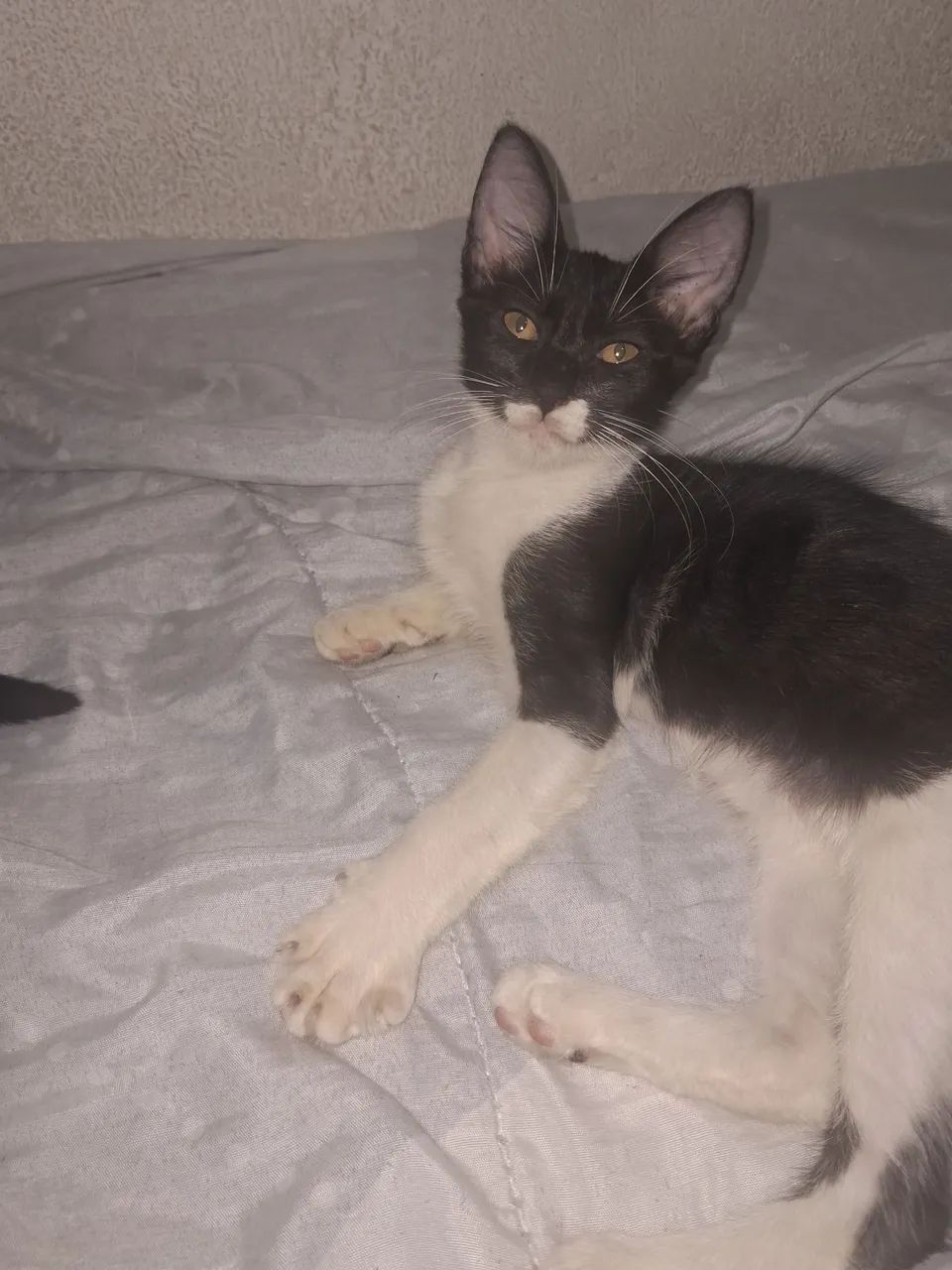 Pra adoção  - Foto 3