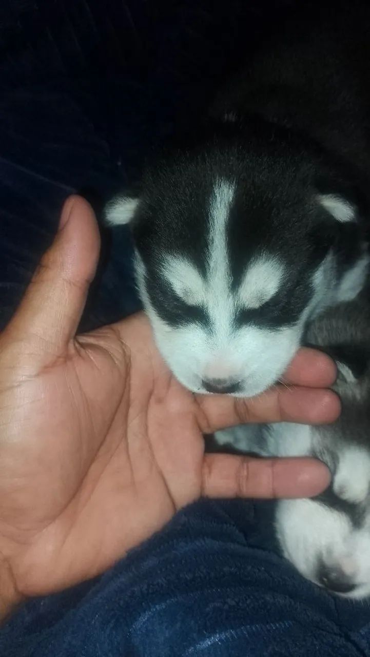 Filhotes de husky siberiano 2500 - Foto 3