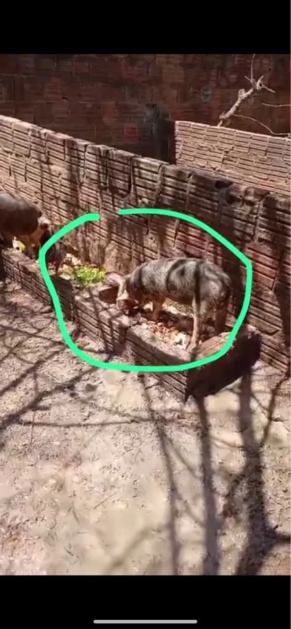Animais 