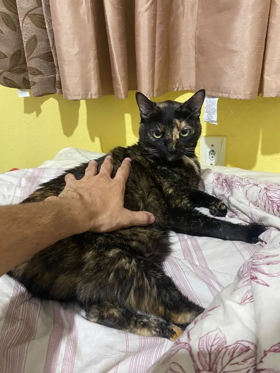 Doação gatinho - Foto 5
