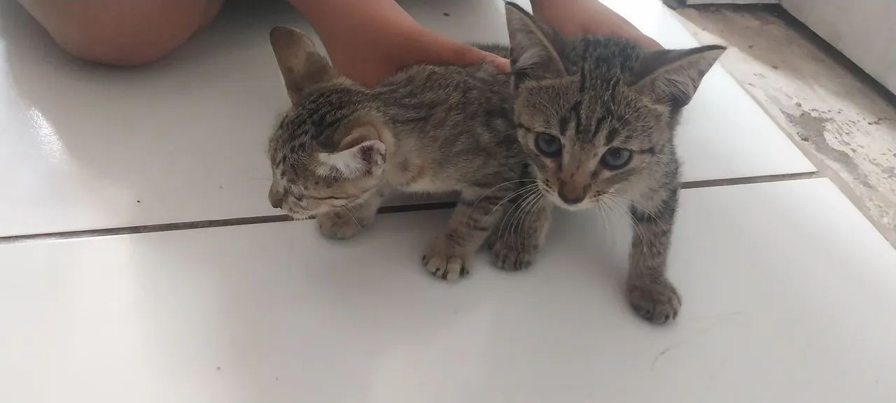 Gatos 