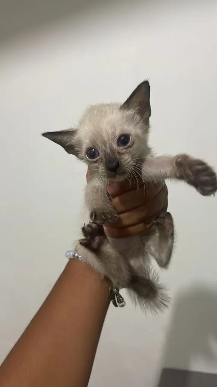 Doação gato filhote 