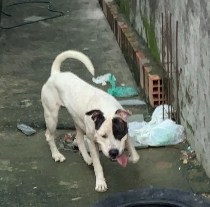 Pitbull 1 ano e 10 meses - Foto 2