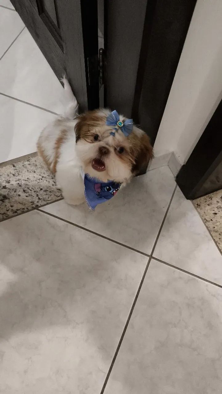 Shitzu 5 meses  - Foto 4