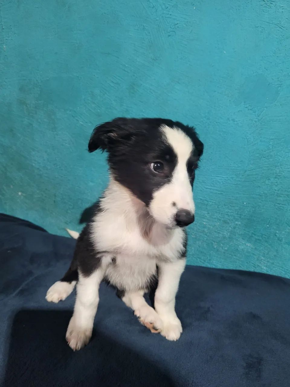 Border collie  - Foto 5