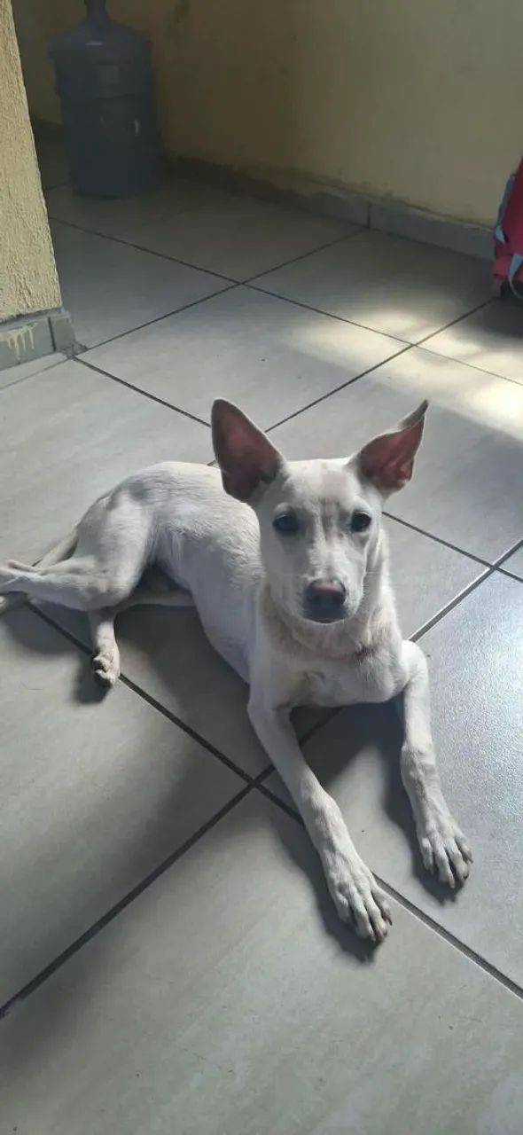 Cachorro pra doação  - Foto 3