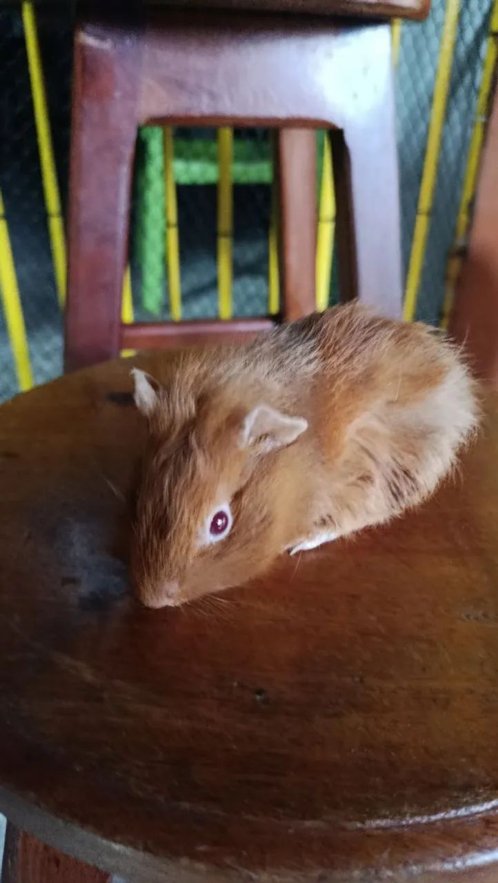 FILHOTE FEMEA DE PORQUINHO DA ÍNDIA - Foto 3