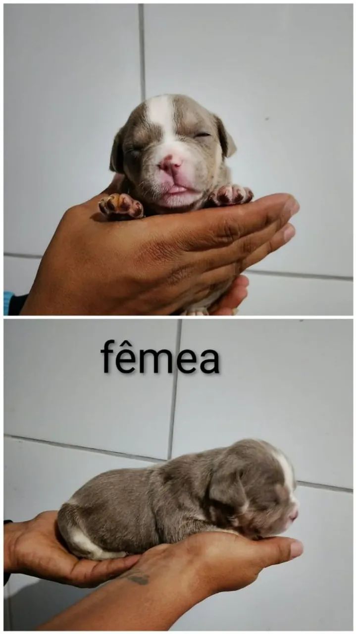 American Bully - Foto 4
