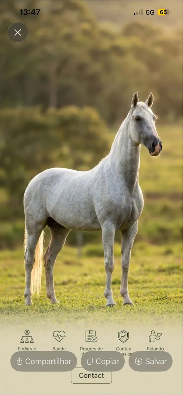 Égua Mangalarga Marchador - Cavalo
