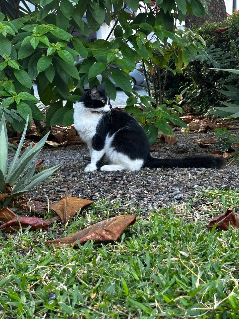 Gatão para adoção  - Foto 3