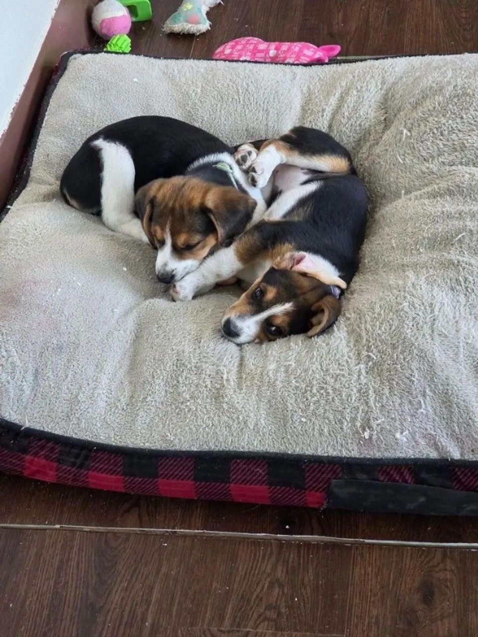 Beagle energia e doçura 