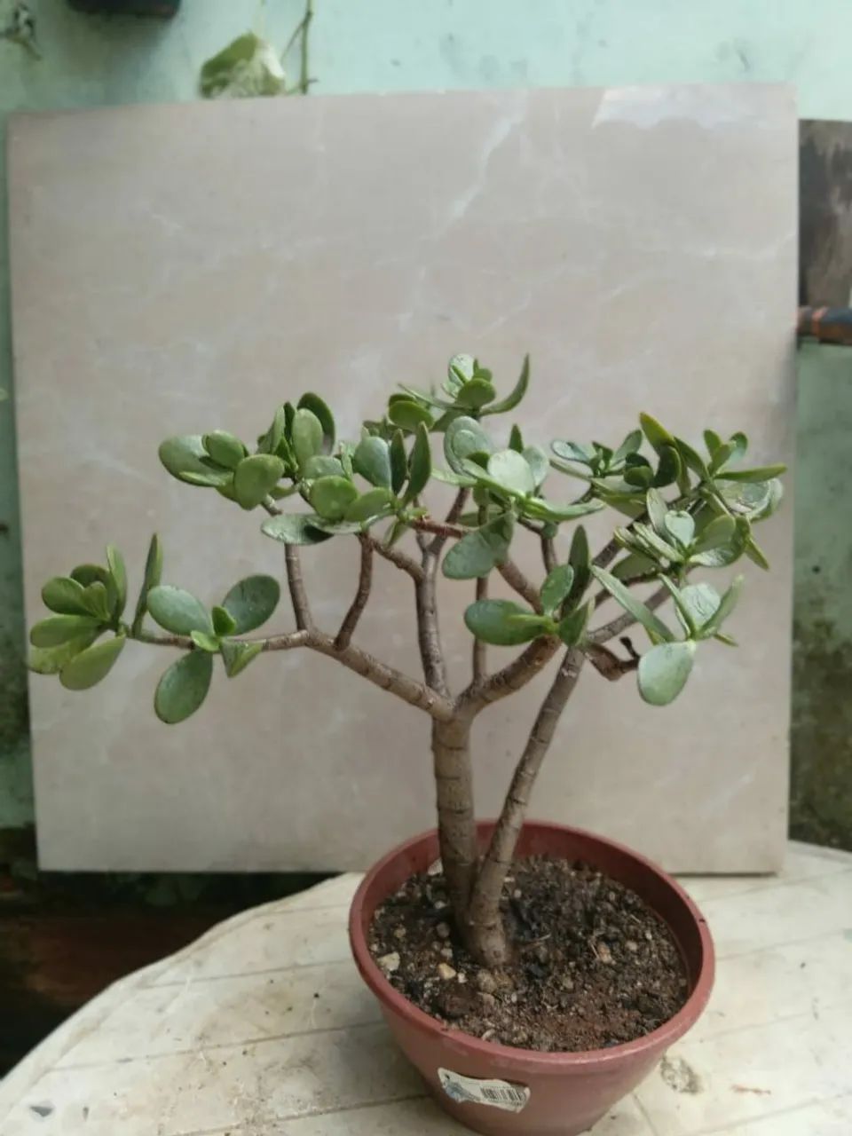Planta Jade - Foto 4
