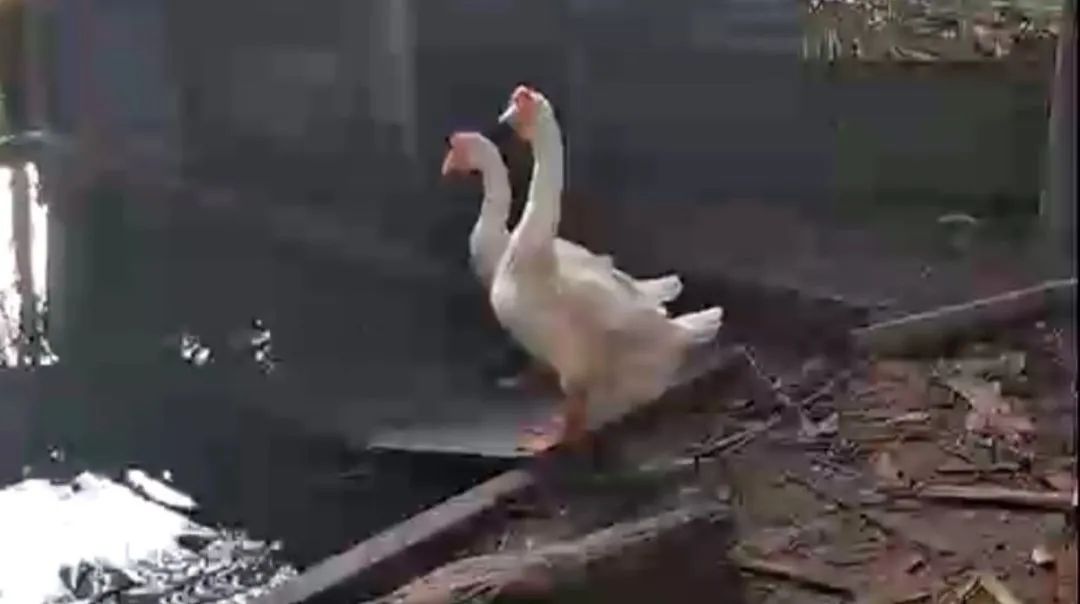 Ganso Macho Branco  - Foto 2