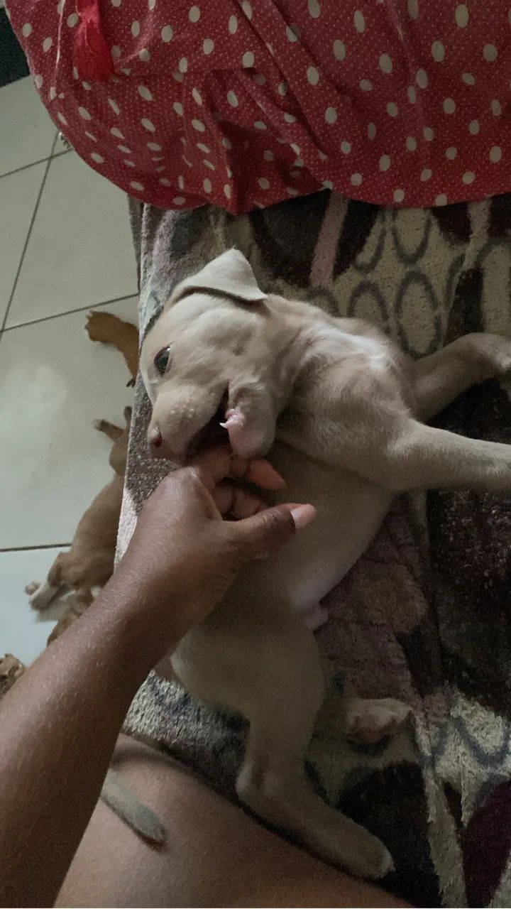Vendo cachorro 