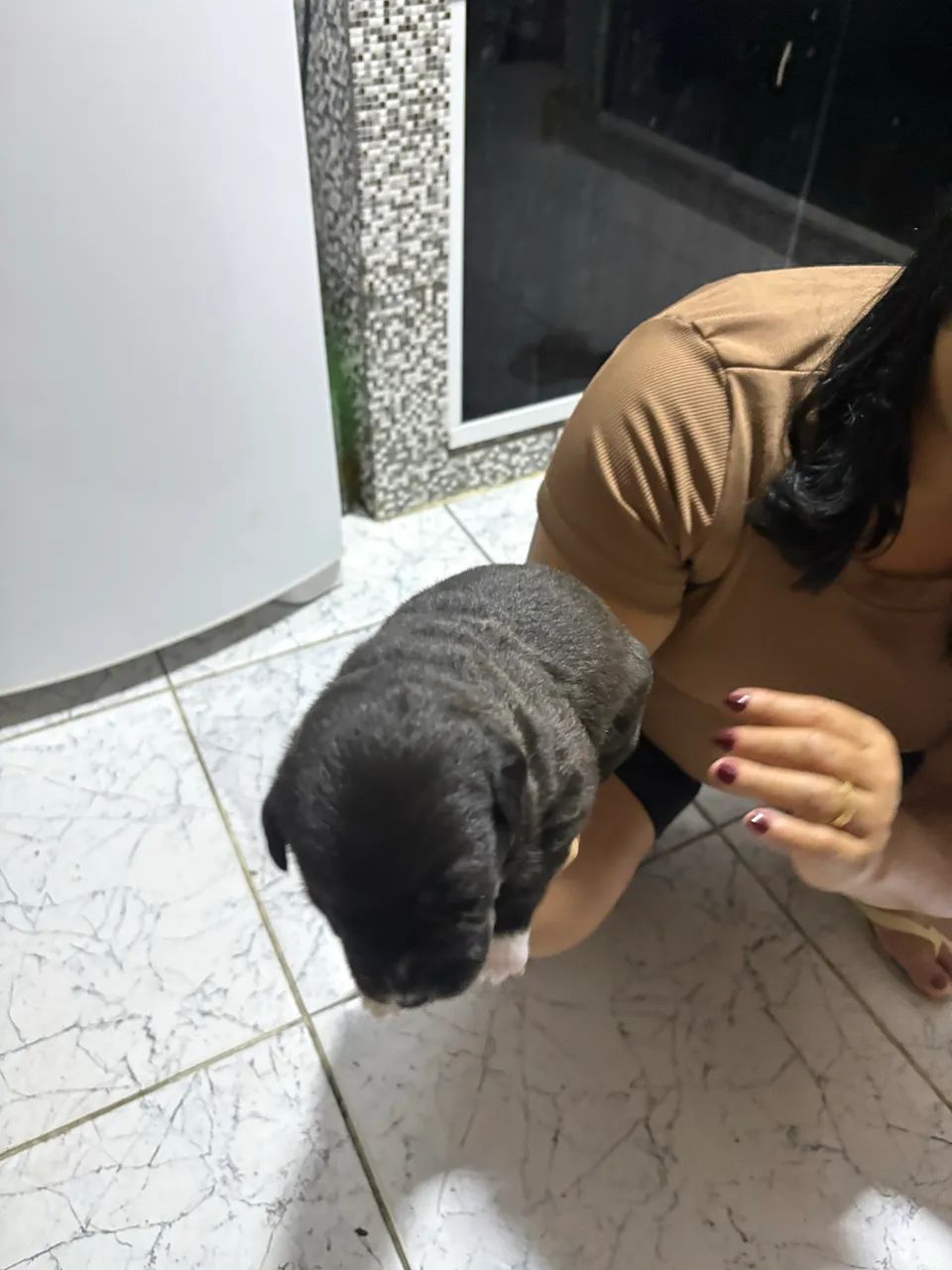 Labrador filhote misturado 