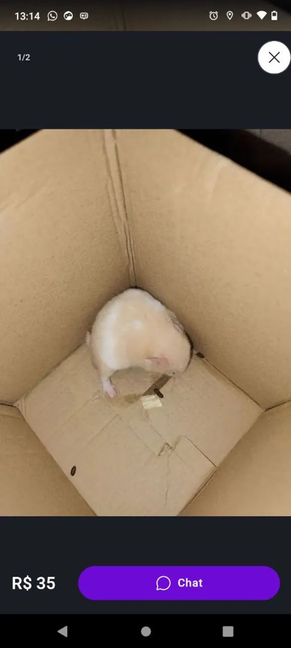 Hamster  - Foto 4
