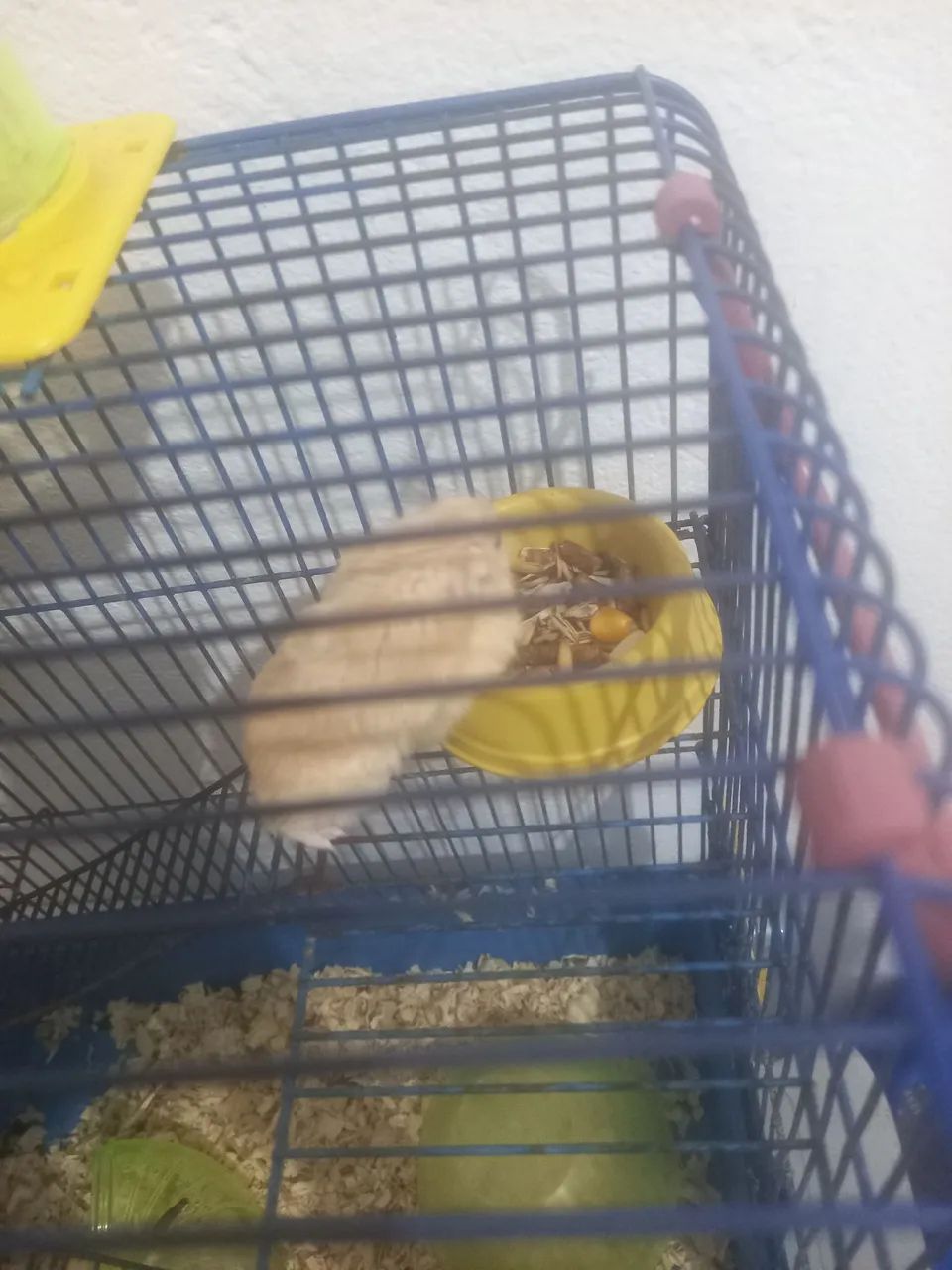 Vendo hamsters ? - Foto 3