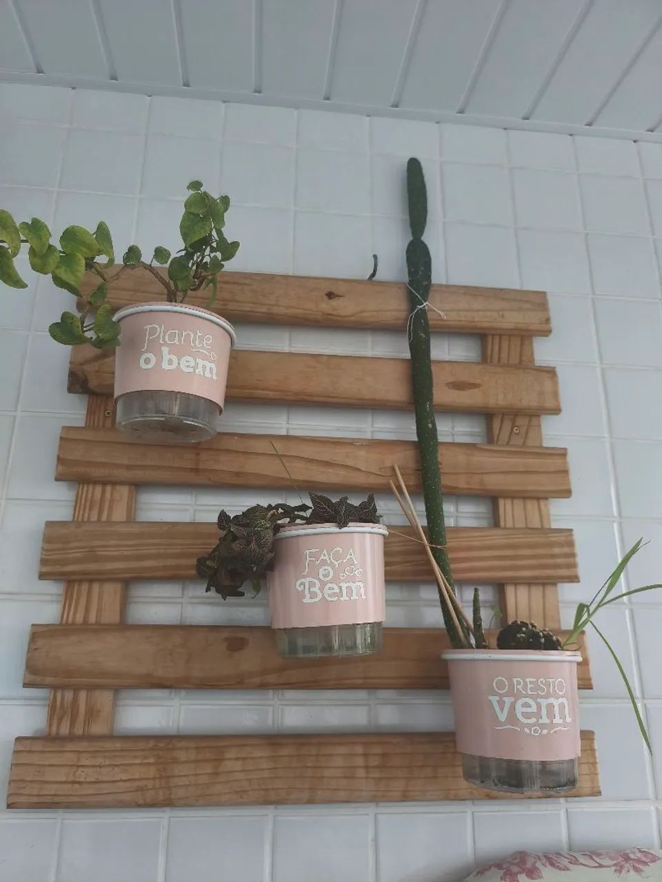Plantas