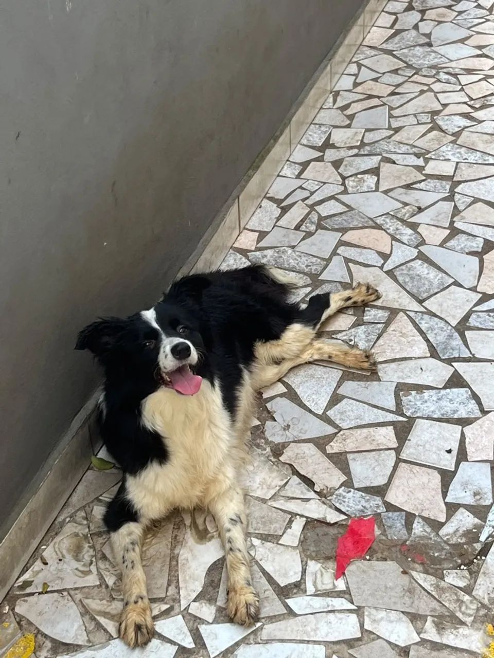 Fêmea de Border collie  - Foto 4