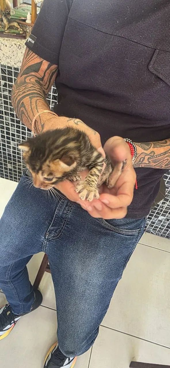 Gato Bengal  - Foto 6