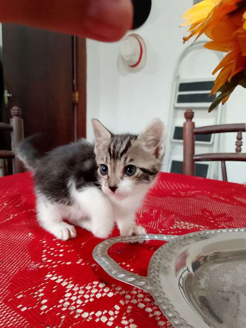Adote uma gata - Foto 2