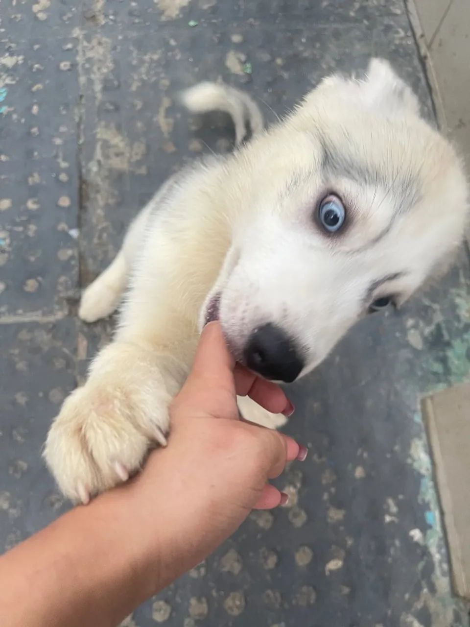 Filhotes de Husky Siberiano  - Foto 4