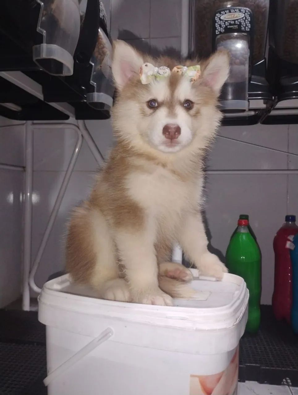 Husky Sibériano  - Foto 2