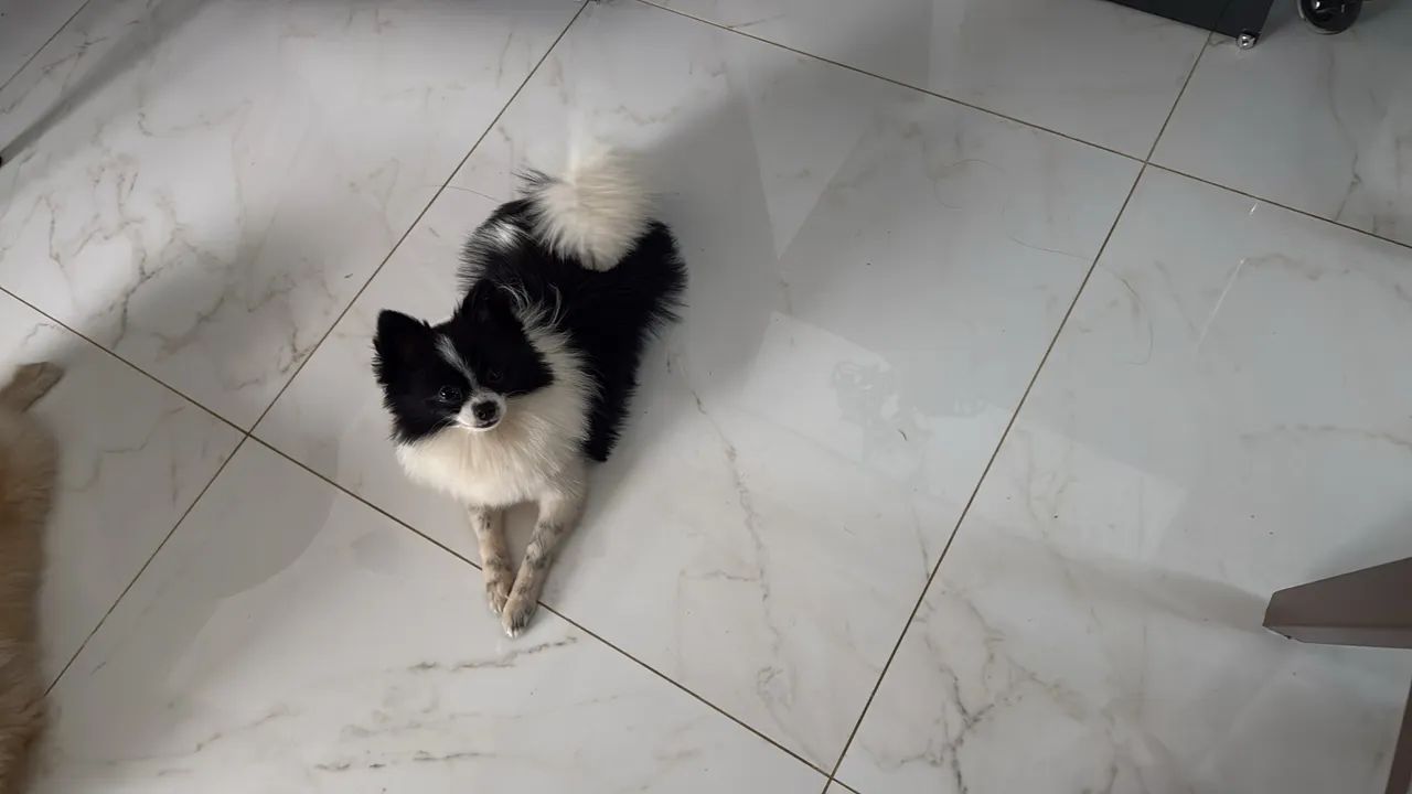 Pets  - Foto 4