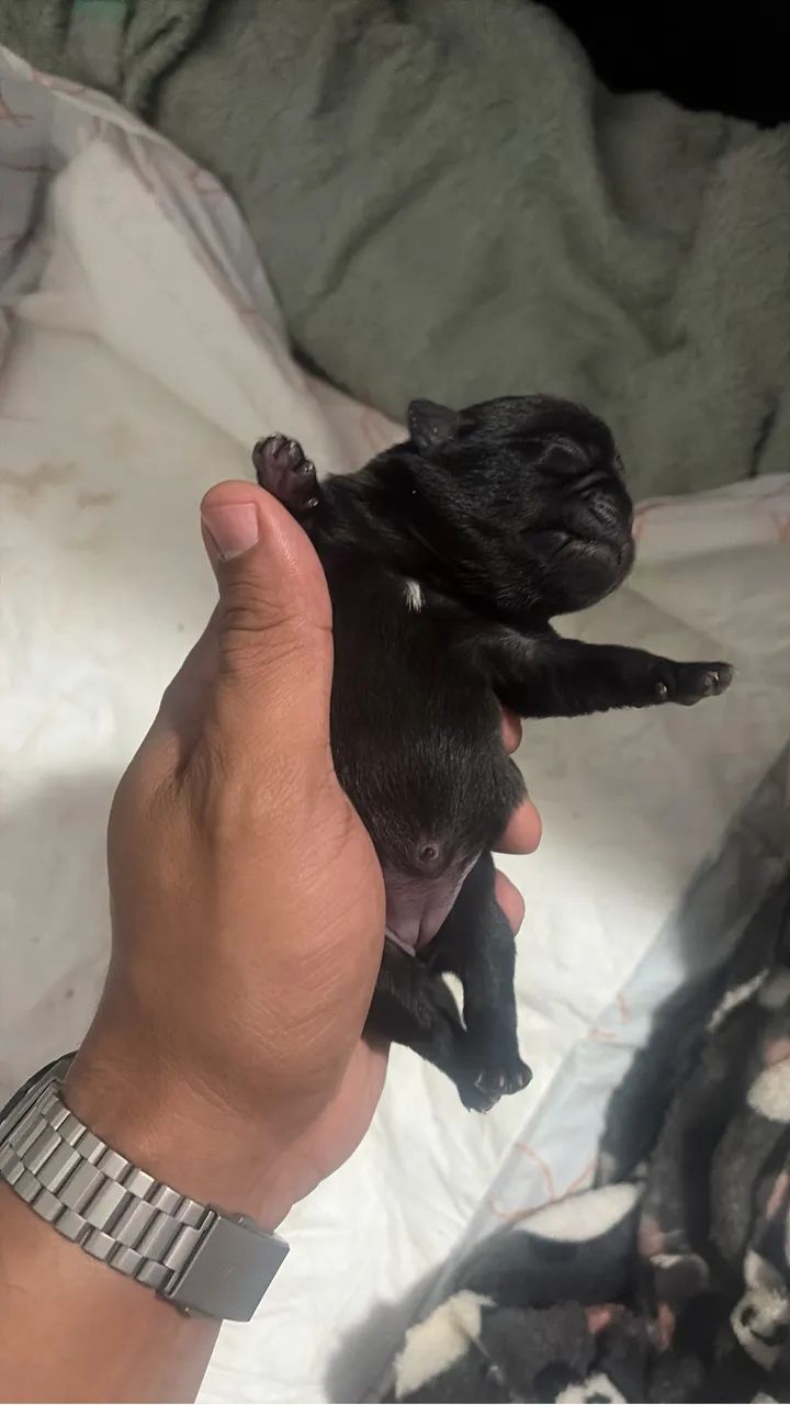 Filhote de PUG - Foto 4