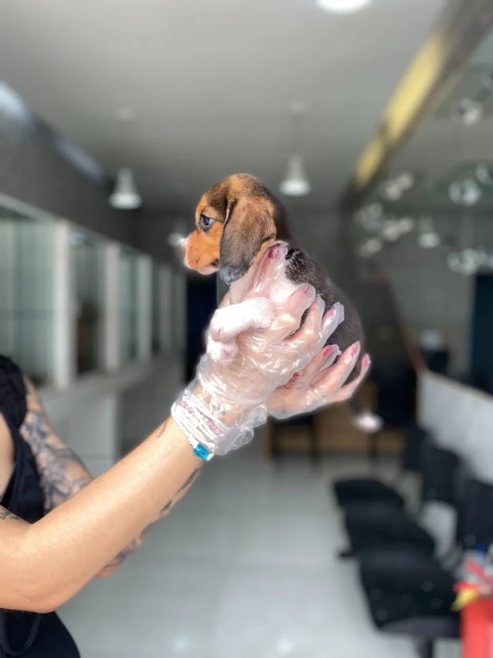 Beagle- Canil de Referência em Qualidade e Confiança - Foto 2