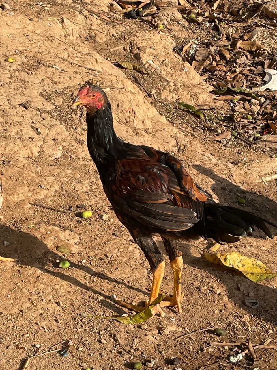 Galo polaco e frango caipirao com índio  - Foto 2