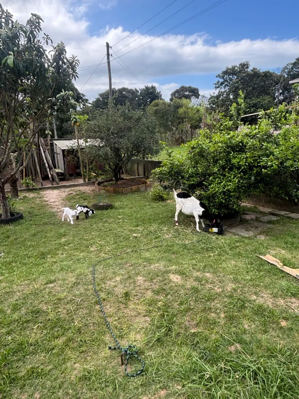 Cabras  - Foto 5