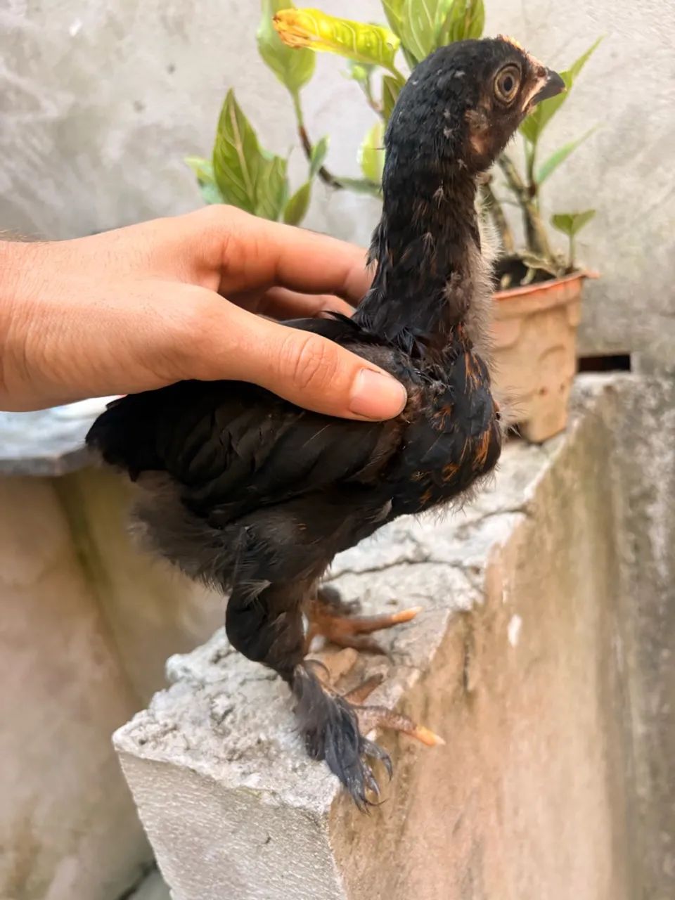 Galinha Brahma  - Foto 4