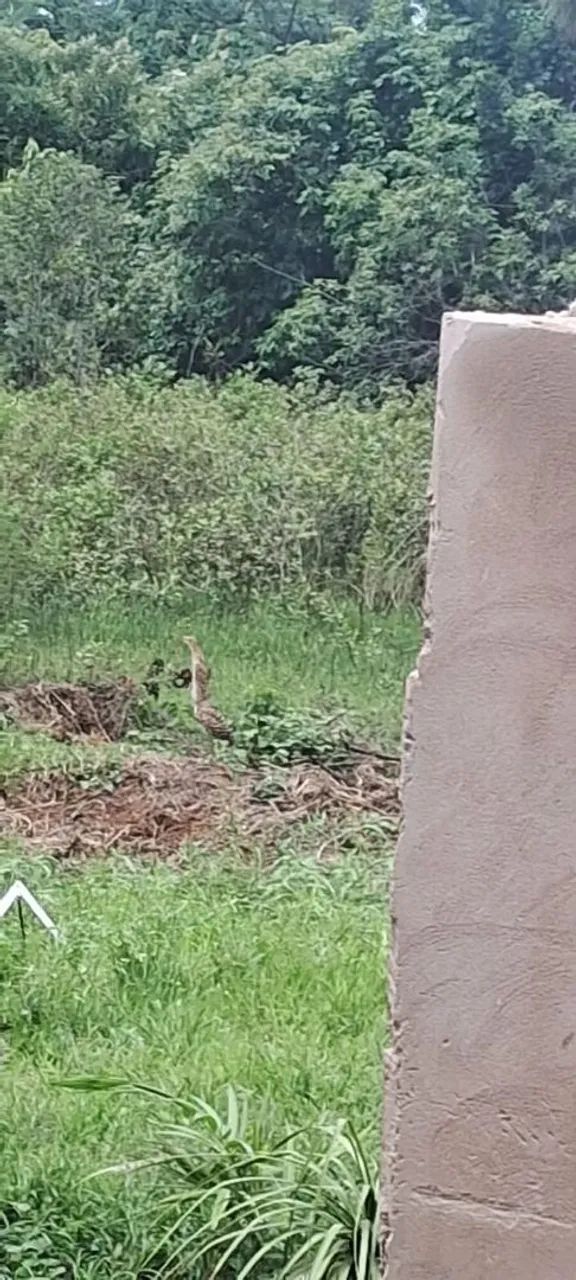 Chácaras com 1 até 4 hectares