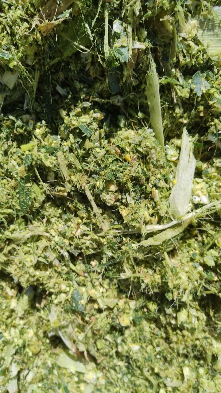 Silagem de milho  - Foto 5