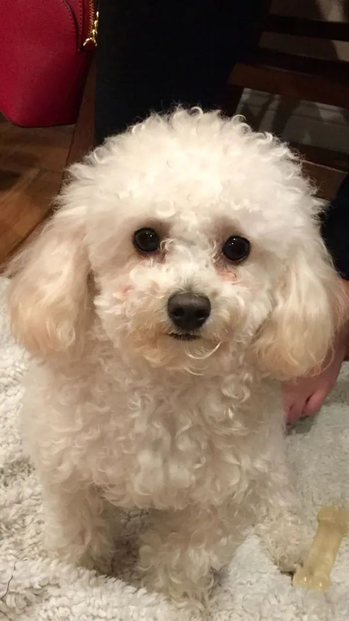 Poodle Toy - Foto 2