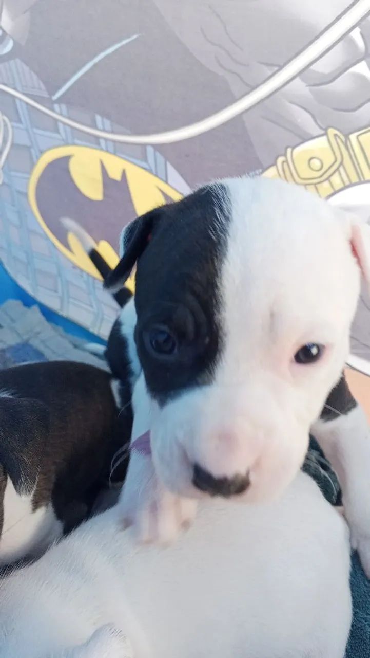 Cachorro  - Foto 2