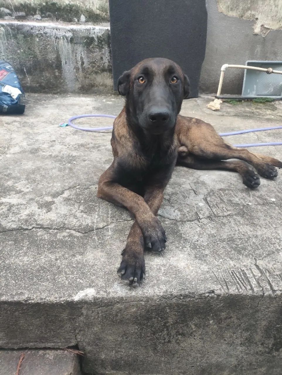 Belga malinois  - Foto 3