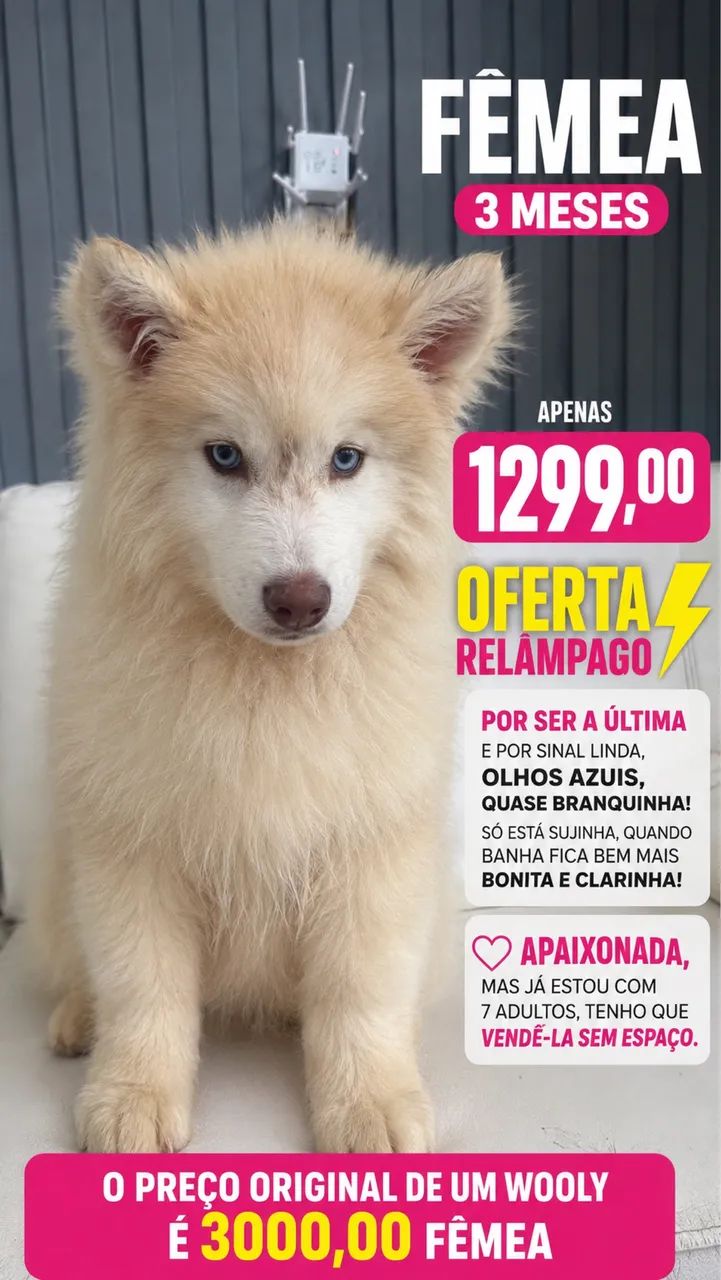 LINDOS FILHOTES DE HUSKY WOOLY