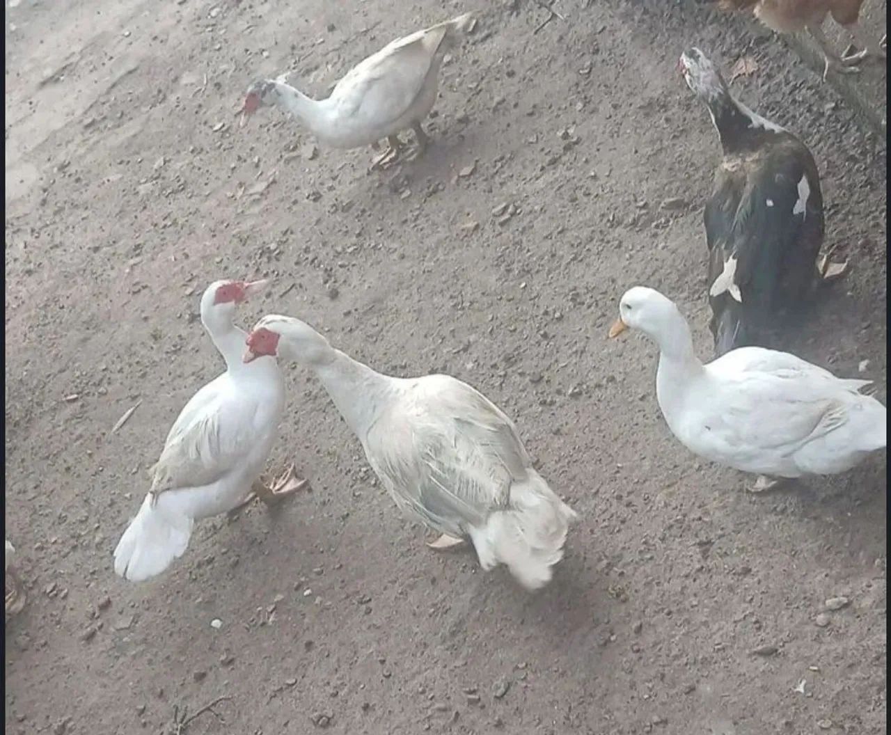Patos na promoção do cirio  - Foto 5