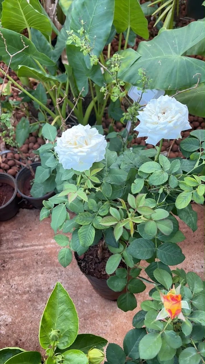 Roseiras variadas 
